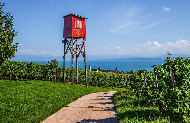 Bodensee Radweg – Panoramablick über den See mit Alpen im Hintergrund